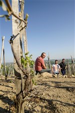 Domaine Pichon Côte Rôtie