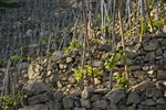 Jeune vigne - Crédit photo Emmanuel Perrin